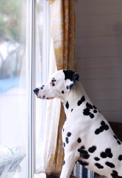 Animal, Drama